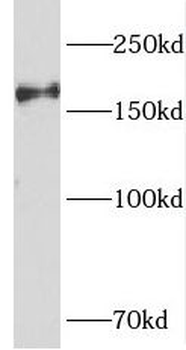 PIK3C2B Antibody