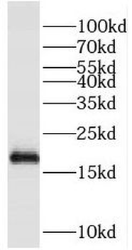PIK3C2G Antibody