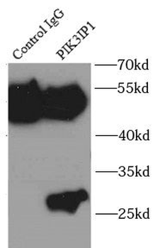 PIK3IP1 Antibody