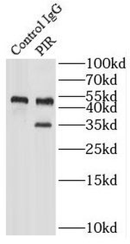 PIR Antibody