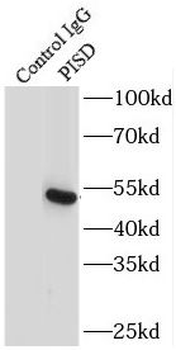 PISD Antibody