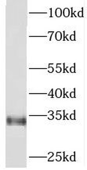 PITPNA Antibody