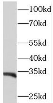 PITPNB Antibody