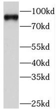 PIWIL1 Antibody