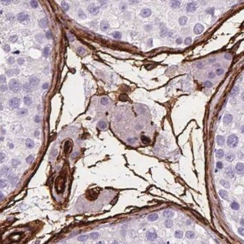PIWIL2 Antibody
