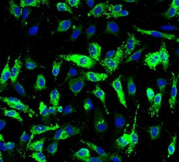 PRKCG Antibody