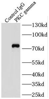 PRKCG Antibody