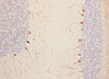 PRKCG Antibody
