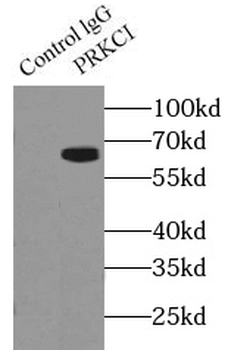 PRKCI Antibody