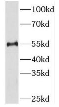 PKMYT1 Antibody