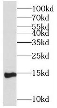 PLA2G1B Antibody