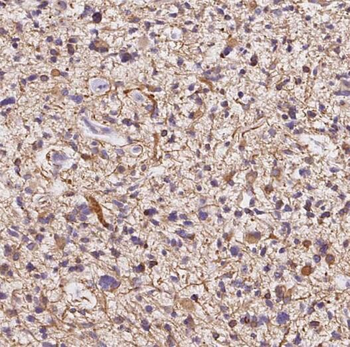 PLA2G4B Antibody