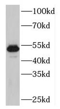 PLAG1 Antibody