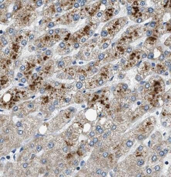 PLG Rabbit Polyclonal Antibody