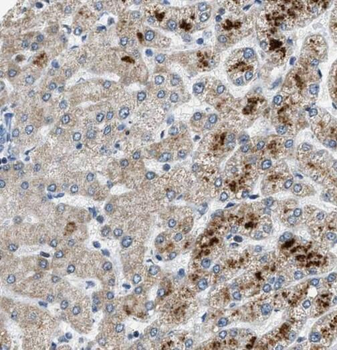 PLG Rabbit Polyclonal Antibody