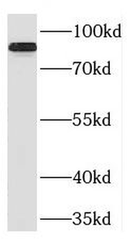 PLCD1 Rabbit Polyclonal Antibody
