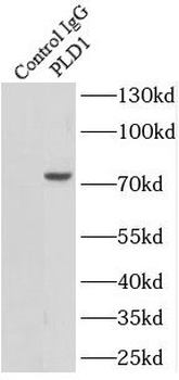 PLD1 Antibody