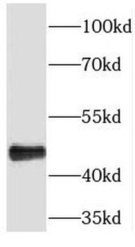 PLEKHA1 Antibody