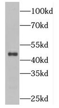 PLEKHO1 Antibody