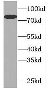 PLK2 Antibody