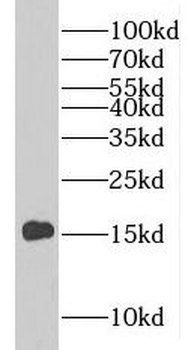 PLP2 Antibody