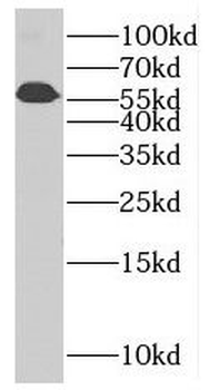 PLRG1 Antibody