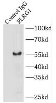 PLRG1 Antibody
