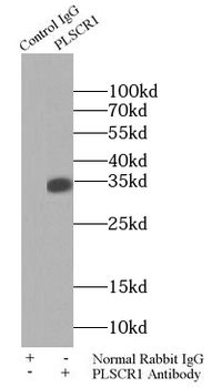 PLSCR1 Antibody