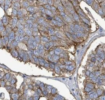 PLSCR1 Antibody