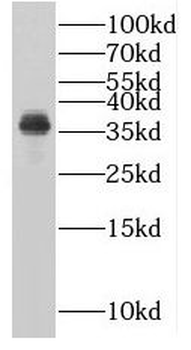 PLSCR4 Antibody