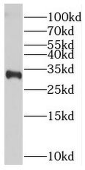 PMEPA1 Antibody