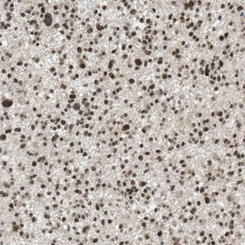 PMF1 Antibody