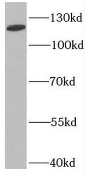 PMFBP1 Antibody