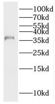 PNMA1 Antibody