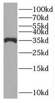 PNO1 Antibody