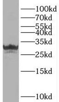 PNPO Antibody
