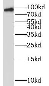 PNPT1 Antibody