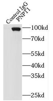 PNPT1 Antibody