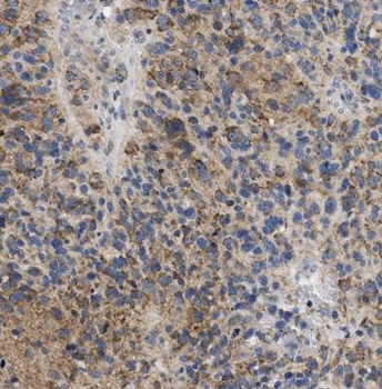 PNPT1 Antibody