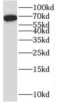 PODXL2 Rabbit Polyclonal Antibody
