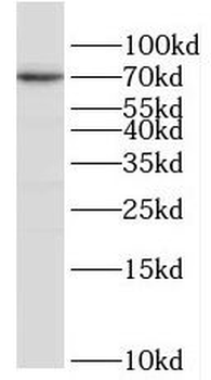 POLA2 Antibody