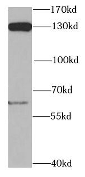 POLD1 Antibody