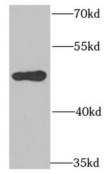 POLD3 Antibody