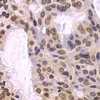 POLD3 Antibody