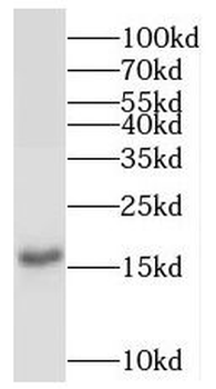 POLE3 Antibody