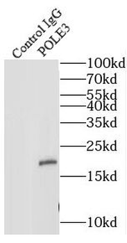POLE3 Antibody