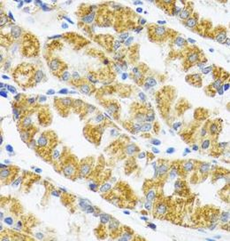 POLG2 Antibody