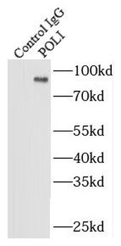 POLI Antibody