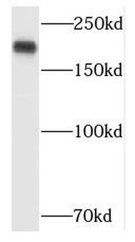 POLR1A Antibody