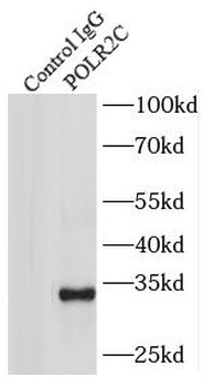 POLR2C Rabbit Polyclonal Antibody